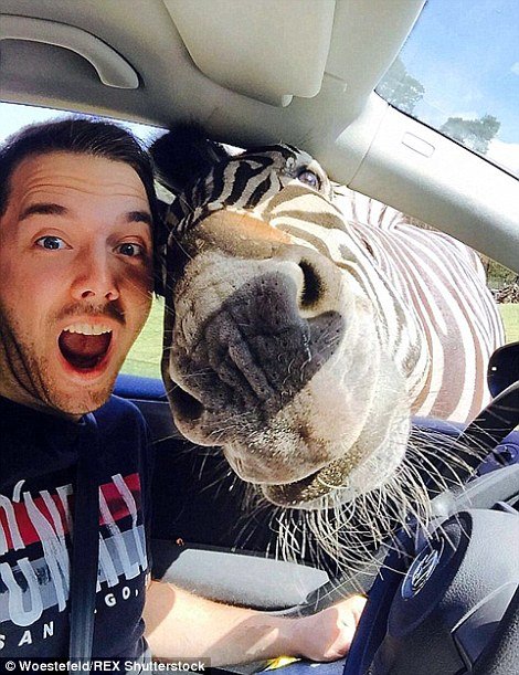 Прикольные фотобомбы с животными (25 фото) Прикольные фотобомбы с животными (25 фото)