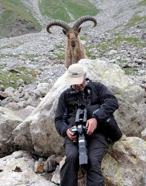 Прикольные фотобомбы с животными (25 фото) Прикольные фотобомбы с животными (25 фото)