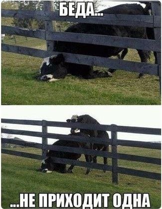 Новые фотомемы (26 шт) Новые фотомемы (26 шт)