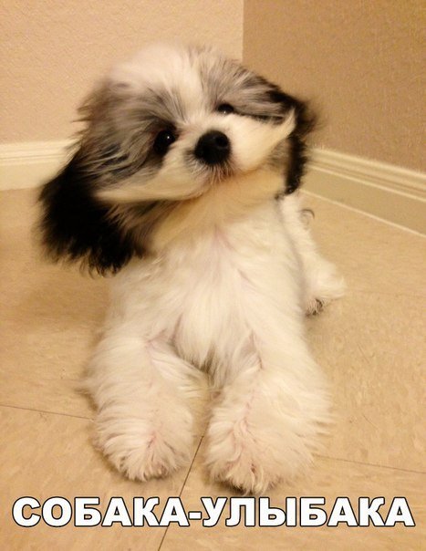 Новые фотомемы (26 шт) Новые фотомемы (26 шт)