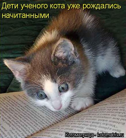 Новая котоматрица для всех (30 фото) Новая котоматрица для всех (30 фото)