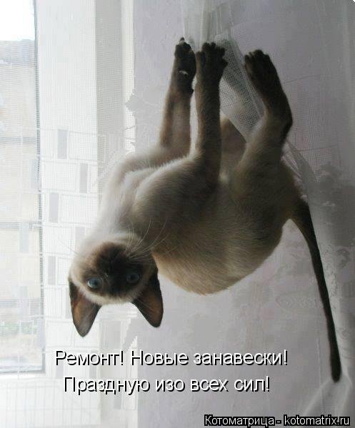 Новая котоматрица для всех (30 фото) Новая котоматрица для всех (30 фото)