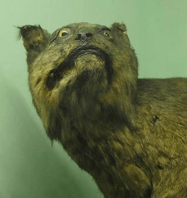 Сумасшедшая таксидермия (23 фото) Сумасшедшая таксидермия (23 фото)