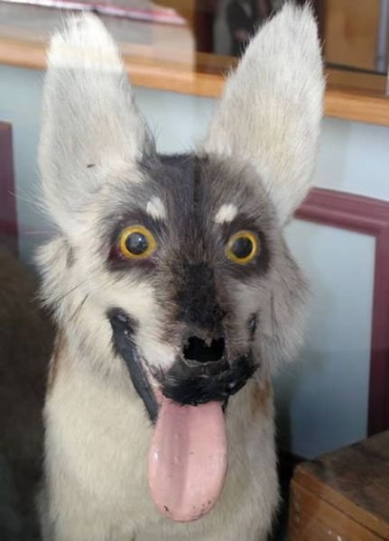 Сумасшедшая таксидермия (23 фото) Сумасшедшая таксидермия (23 фото)