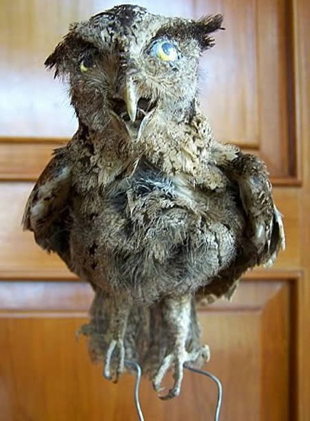 Сумасшедшая таксидермия (23 фото) Сумасшедшая таксидермия (23 фото)