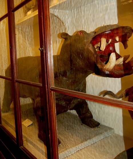 Сумасшедшая таксидермия (23 фото) Сумасшедшая таксидермия (23 фото)