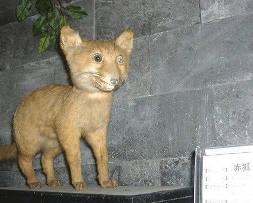 Сумасшедшая таксидермия (23 фото) Сумасшедшая таксидермия (23 фото)