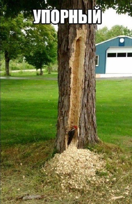 Очередной сборник мемов (19 шт) Очередной сборник мемов (19 шт)