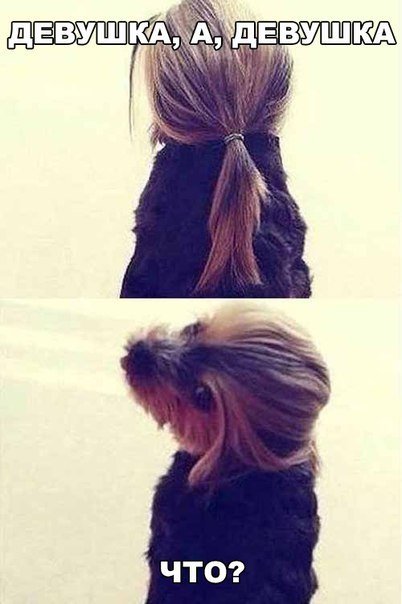 Прикольные фотомемы (24 шт) Прикольные фотомемы (24 шт)