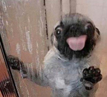 Отличные способы охладить свою собаку в летний зной (10 фото) Отличные способы охладить свою собаку в летний зной (10 фото)