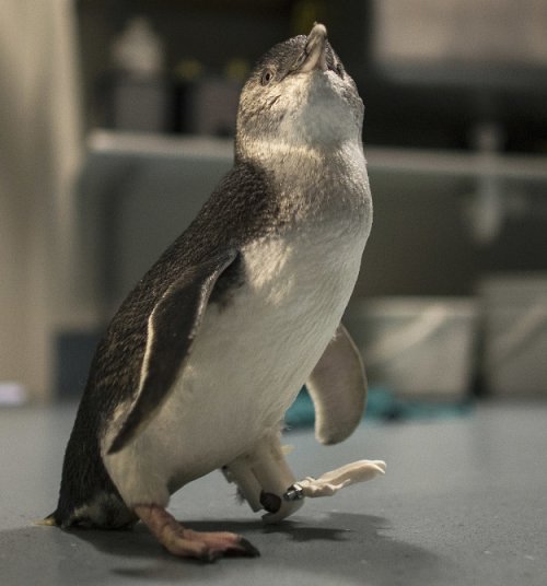 Протез для пингвина, напечатанный на 3D-принтере (6 фото)