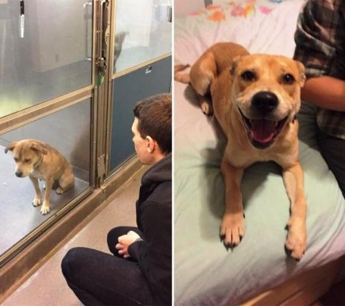 Топ-25: Трогательные фотографии собак, сделанные до и после того, как они обрели свой дом