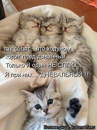 Новые котоматрицы для настроения (32 шт) Новые котоматрицы для настроения (32 шт)