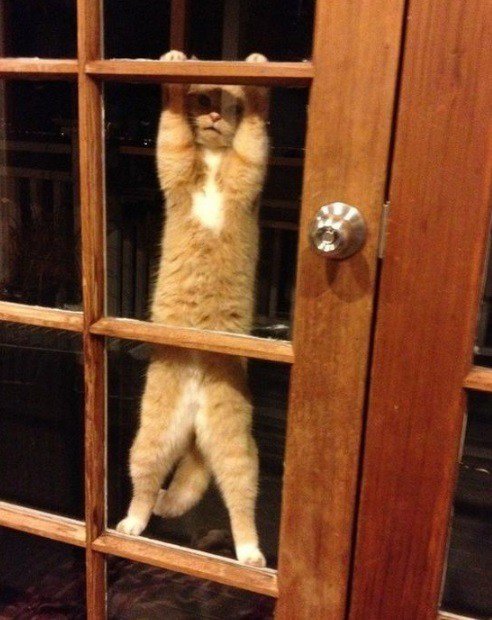 Кошки, которым нужна рука помощи (10 фото) Кошки, которым нужна рука помощи (10 фото)