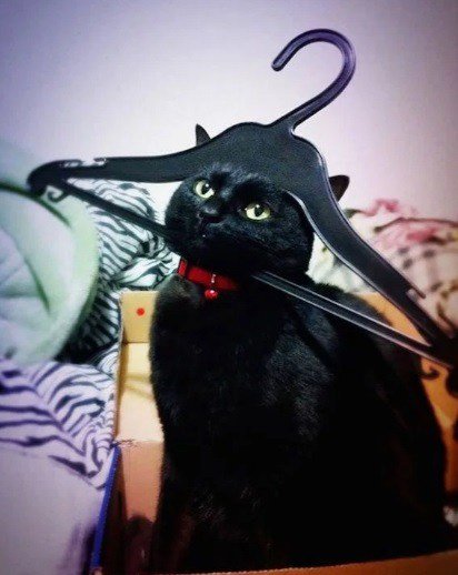 Кошки, которым нужна рука помощи (10 фото) Кошки, которым нужна рука помощи (10 фото)