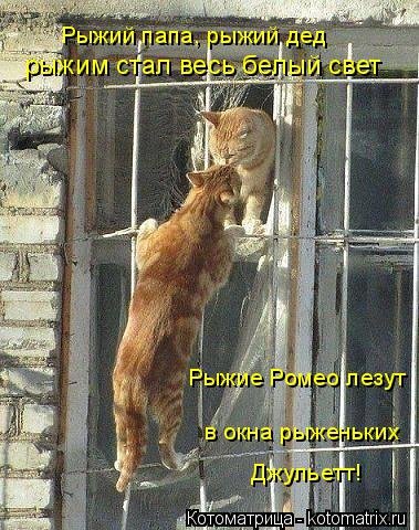 Новая котоматрица для всех (36 фото) Новая котоматрица для всех (36 фото)