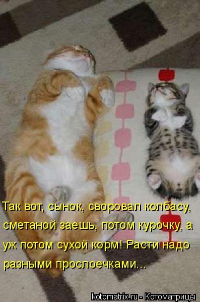 Новая котоматрица для всех (36 фото) Новая котоматрица для всех (36 фото)