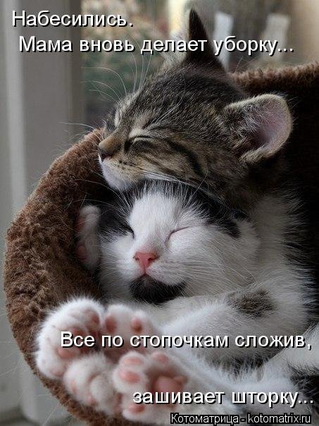 Новая котоматрица для всех (36 фото) Новая котоматрица для всех (36 фото)