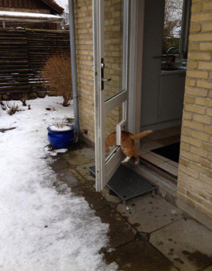 Кошачья логика в прикольных картинках (10 фото) Кошачья логика в прикольных картинках (10 фото)