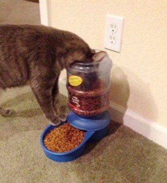 Кошачья логика в прикольных картинках (10 фото) Кошачья логика в прикольных картинках (10 фото)