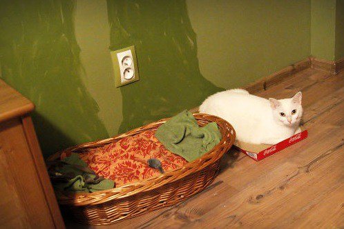 Кошачья логика в прикольных картинках (10 фото) Кошачья логика в прикольных картинках (10 фото)