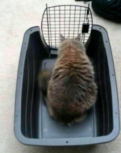 Кошачья логика в прикольных картинках (10 фото) Кошачья логика в прикольных картинках (10 фото)