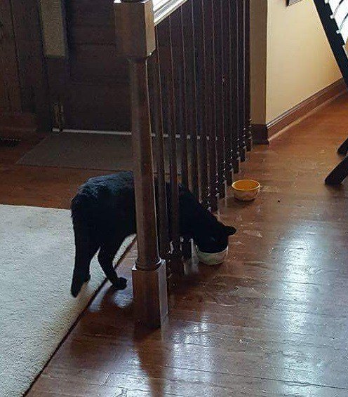 Кошачья логика в прикольных картинках (10 фото) Кошачья логика в прикольных картинках (10 фото)