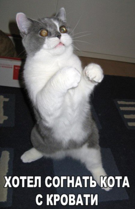 Прикольные картинки с кошками (30 шт) Прикольные картинки с кошками (30 шт)