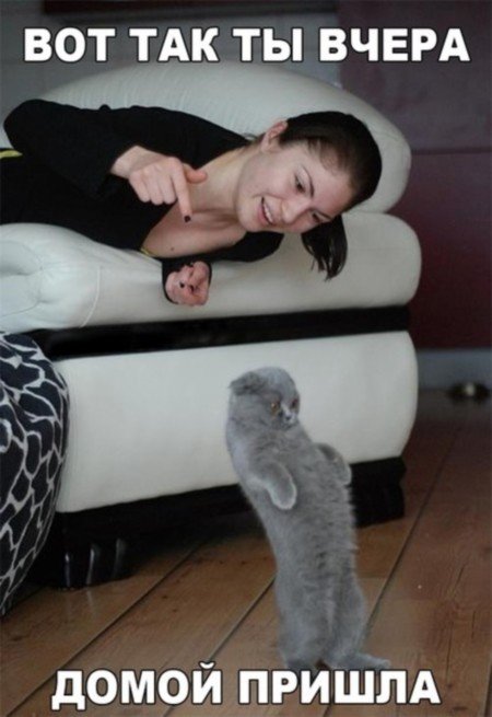 Прикольные картинки с кошками (30 шт) Прикольные картинки с кошками (30 шт)