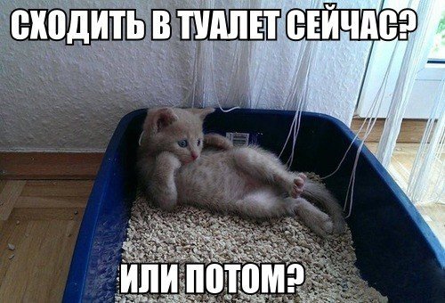 Прикольные картинки с кошками (30 шт) Прикольные картинки с кошками (30 шт)