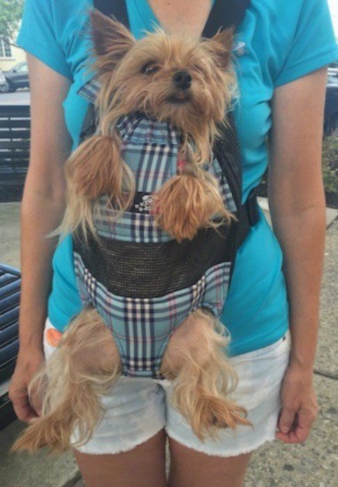 Очаровательные пёсики, которые притворяются малышами (10 фот) Очаровательные пёсики, которые притворяются малышами (10 фот)