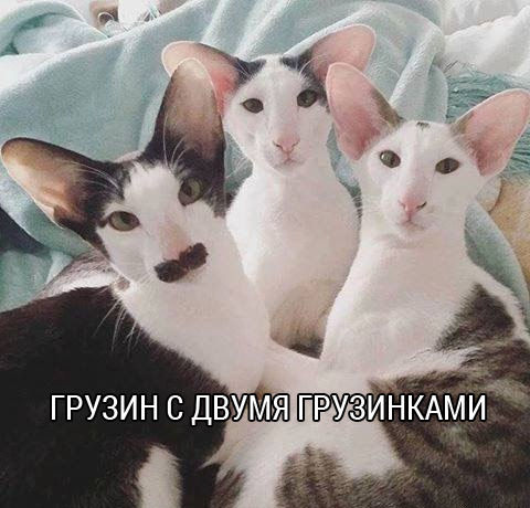 Свежая порция прикольных картинок (47 шт) Свежая порция прикольных картинок (47 шт)