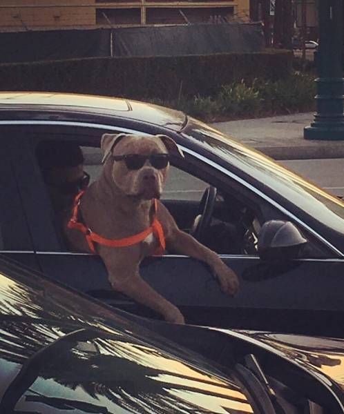 Прикольные картинки в небольшом количестве (24 шт) Прикольные картинки в небольшом количестве (24 шт)