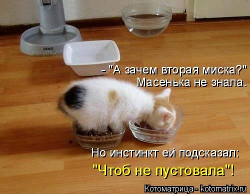 Свежая котоматрица для всех (44 фото) Свежая котоматрица для всех (44 фото)