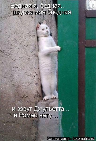 Свежая котоматрица для всех (44 фото) Свежая котоматрица для всех (44 фото)