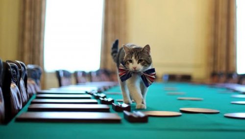Кот Ларри — главный кот на Даунинг стрит, 10 (8 фото)