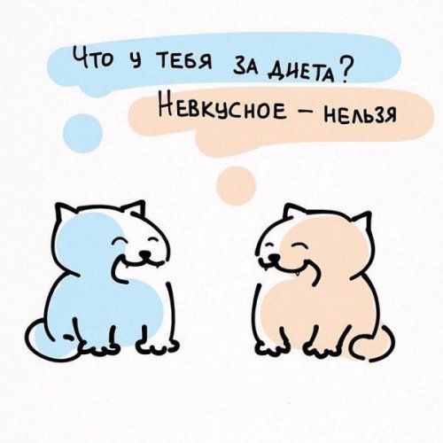 Жизненные принципы кошек (6 фото) Жизненные принципы кошек (6 фото)