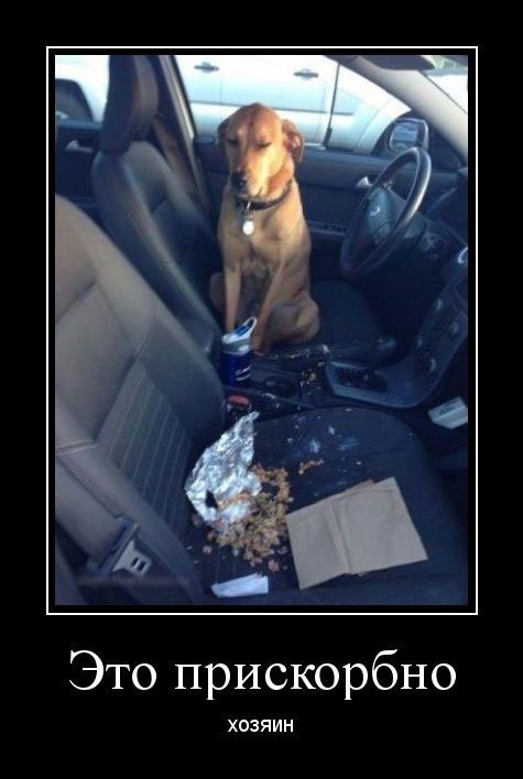 Демотиваторы-приколы (14 шт) Демотиваторы-приколы (14 шт)