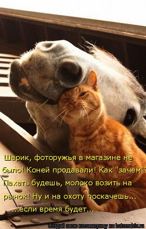 Котоматрица на Бугаге (29 фото) Котоматрица на Бугаге (29 фото)