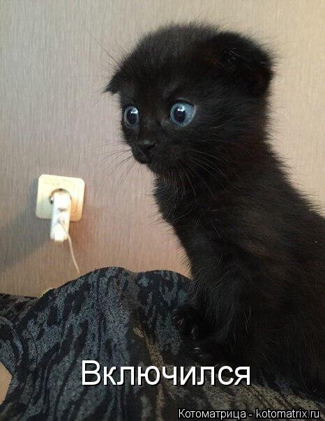 Свежая котоматрица (33 фото) Свежая котоматрица (33 фото)