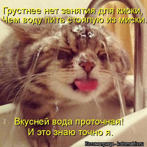 Новая котоматрица (17 шт) Новая котоматрица (17 шт)