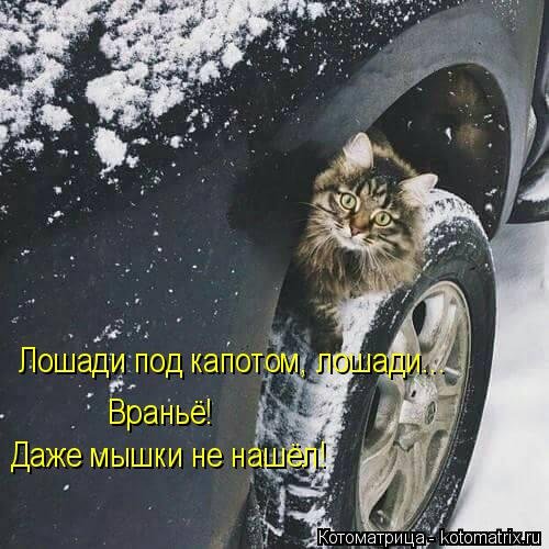 Новая котоматрица (17 шт) Новая котоматрица (17 шт)