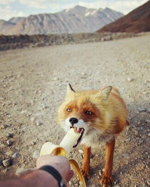 Прикольные картинки на Бугага.ру (38 шт) Прикольные картинки на Бугага.ру (38 шт)