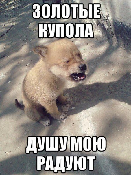 Прикольные картинки для всех и каждого (55 шт) Прикольные картинки для всех и каждого (55 шт)