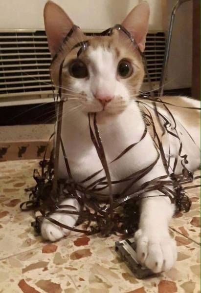 Прикольные картинки для всех и каждого (55 шт) Прикольные картинки для всех и каждого (55 шт)