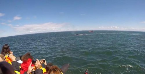 Увлёкшийся охотой кит чуть не протаранил лодку с туристами