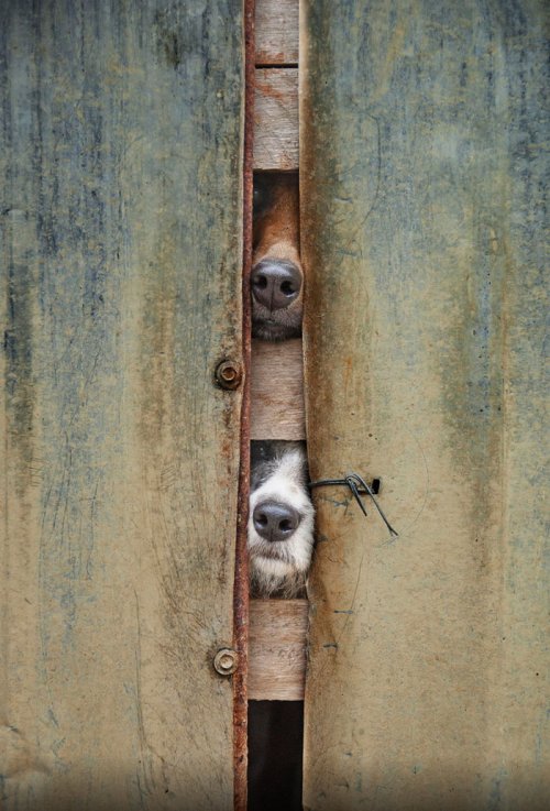 Отчаянные собаки, которые жаждут поздороваться (24 фото)