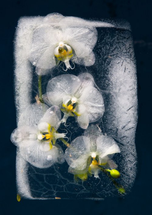 Цветы во льду (12 фото)