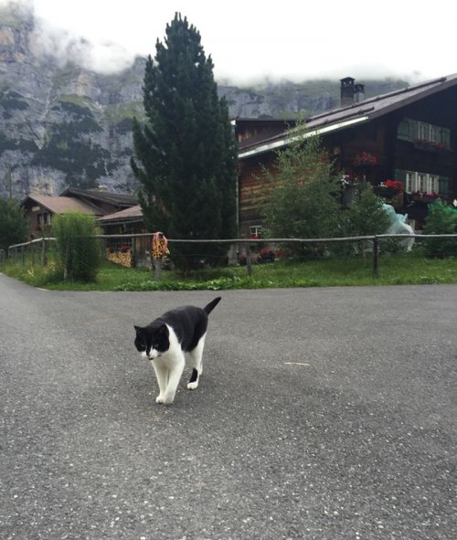 Кошка провела заблудившегося туриста в Швейцарии (4 фото + видео)