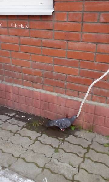 Прикольные картинки, как всегда (38 шт) Прикольные картинки, как всегда (38 шт)